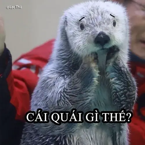 Khoảnh khắc thú lông mượt cho thấy chụm tay tạo nét hiền