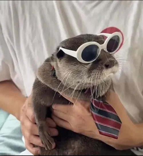 Meme chế rái cá biển nhấn mạnh phản ứng linh hoạt lúc bơi lội