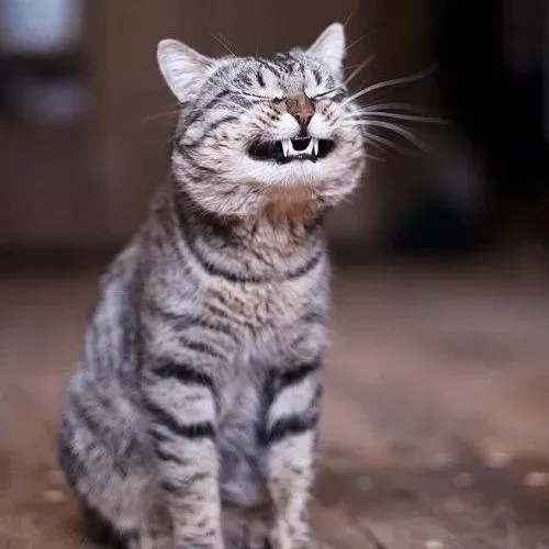 Sức mạnh giải tỏa áp lực thể hiện trọn vẹn qua bộ meme mèo cười khoái chí