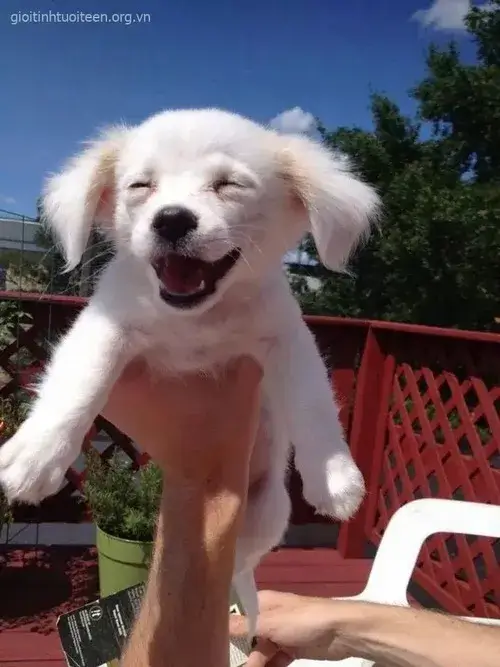 Meme hài tiếng cười sảng khoái làm nhẹ lòng người xem