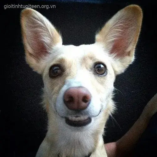 Ảnh vui mặt gồm mắt miệng má tạo âm hưởng cười rộ đầy phấn khởi