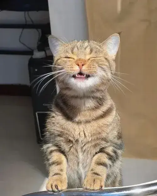 Hình troll biểu cảm phá lên khiến khoảnh khắc đỉnh điểm lan tỏa vui