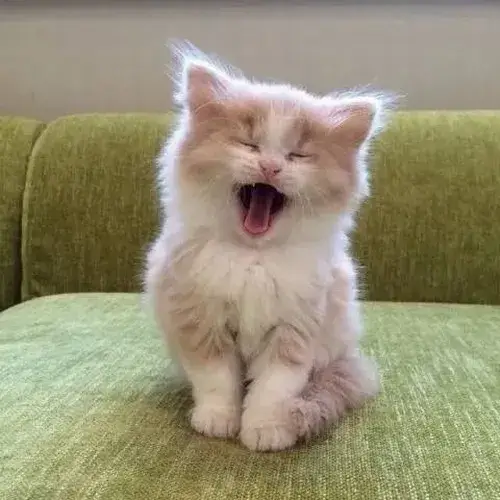 Ảnh hài biểu cảm phá lên giữa bối cảnh hài hước đầy bất ngờ