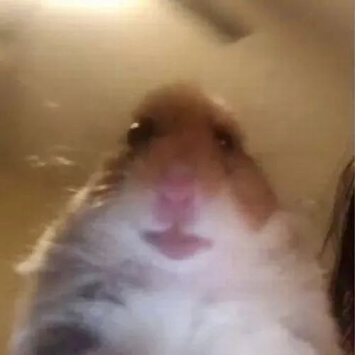 Meme hamster mặt ngơ cực hợp khi muốn diễn đạt phút giây sững sờ