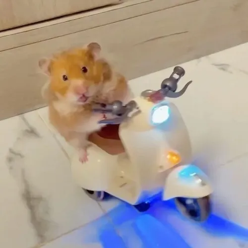 Meme chuột hamster dáng tròn phồng má lệch pha khi bị giật mình
