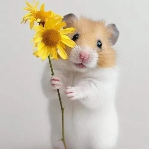 Hình chế meme vui hamster biểu cảm gò má phồng nghiêng đầu dễ thương