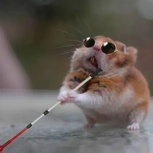 Ảnh troll hamster ngạc nhiên đứng hình khi bị lia máy bất ngờ