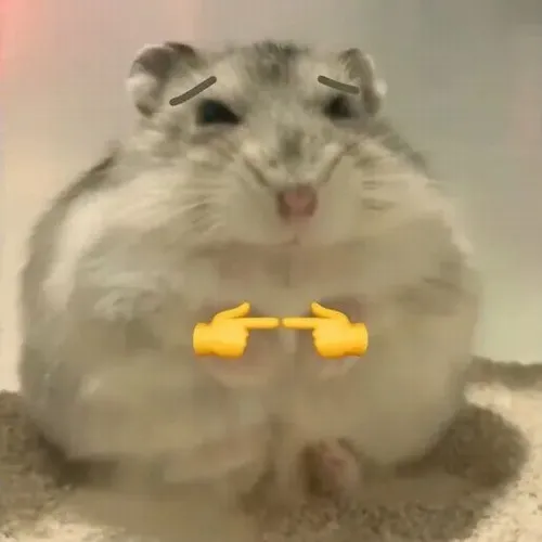 Hình meme hài chuột hamster tròn vo hoảng hốt trong góc nhỏ