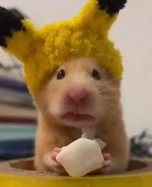 Meme hài chuột hamster phồng má bất đối xứng tạo liên tưởng hài tự nhiên