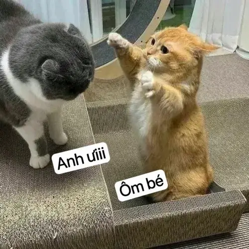 Meme mèo kêu anh ơi cho thấy tiếng kêu mềm khiến ai cũng muốn đáp lại