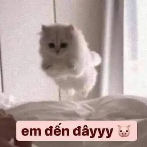 Hình troll ánh mắt long lanh khiến tiếng gọi nghe còn ngọt hơn