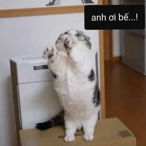 Meme chế mèo Ba Tư gợi nét đầu nghiêng bé xíu trong căn phòng yên