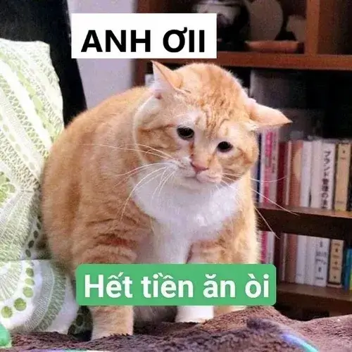 Ảnh chế mèo nũng gợi cảm giác gọi khẽ trong một góc phòng ấm