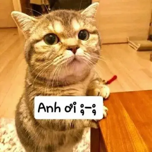 Hình meme hài mèo đòi thể hiện kiểu nài nỉ nhẹ trên chiếc chăn mềm