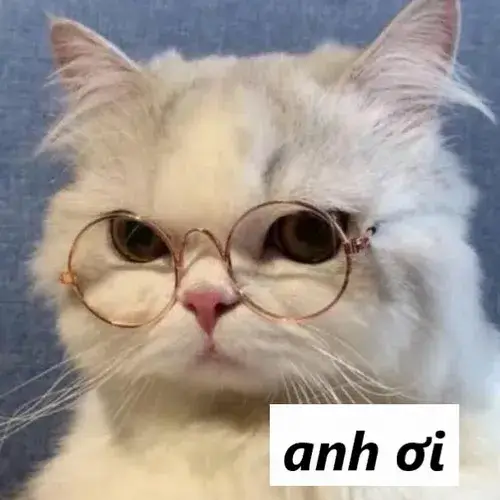 Ảnh troll mèo gọi mang cái miệng bé xíu hé ra như muốn nói điều gì