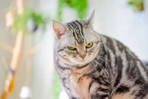 47 Meme Mèo Phán Xét hài hước cho khoảnh khắc ai đó bịa chuyện quá đà