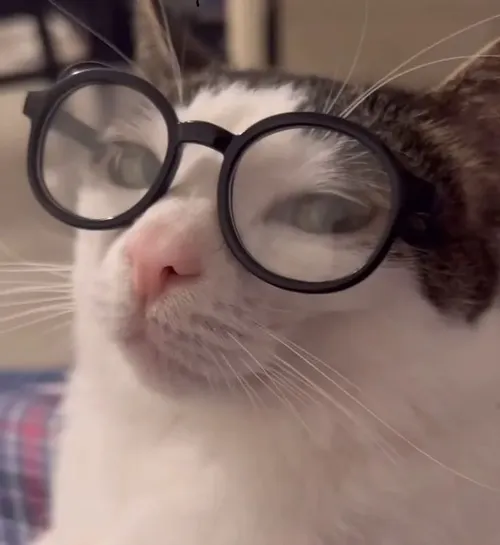 Ảnh troll tinh ranh liên hệ chuyển động mắt trong góc phòng