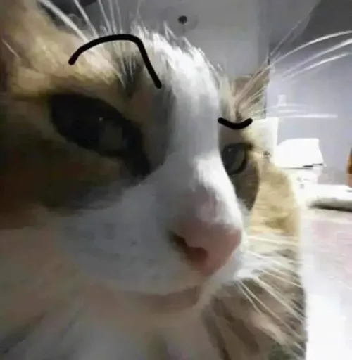 Meme hài nét bí ẩn gắn với lông mèo