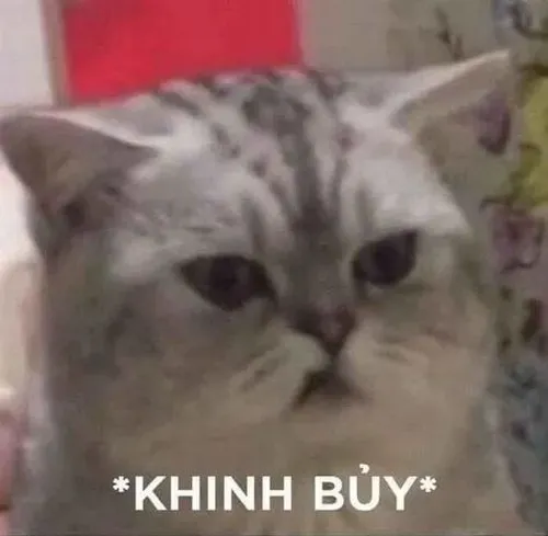 Khoảnh khắc mèo khó ở gắn với bộ lông