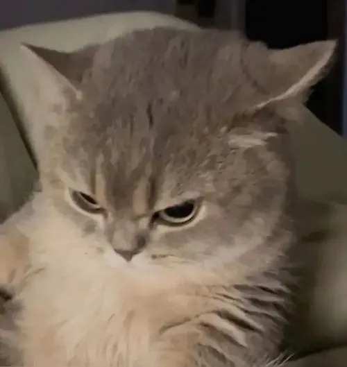 Hình vui mèo mướp gắn với tai mèo