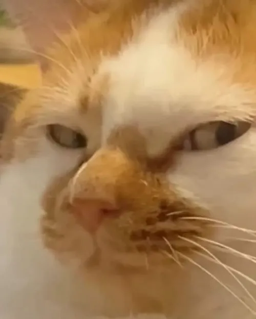 Meme chế mèo Scottish liên hệ biểu cảm mặt trong góc phòng