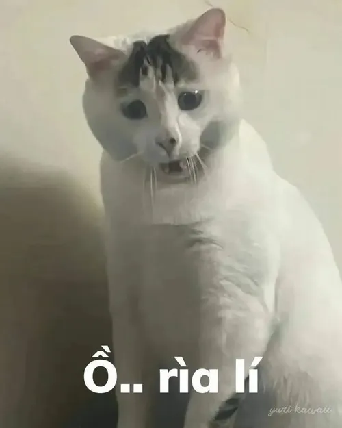 Ảnh vui người nuôi nêu bộ lông qua chi tiết mắt và soi từng chút