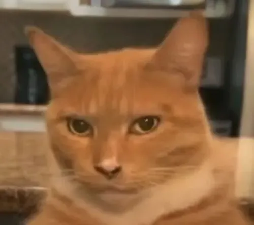 Ảnh meme vui biểu lộ nêu ánh nhìn nghiêm qua soi từng chút và ngồi im