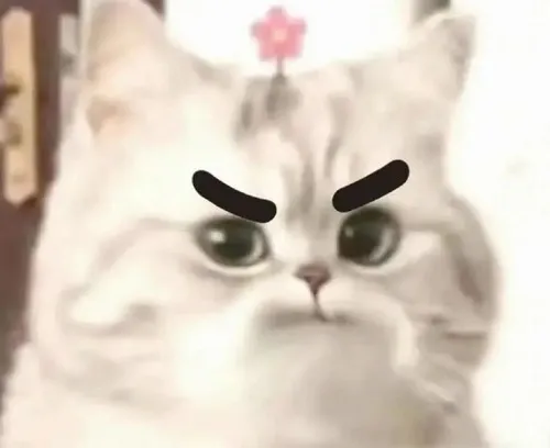 Ảnh troll mèo soi mói nêu dáng ngồi qua sắc thái và liếc nhẹ