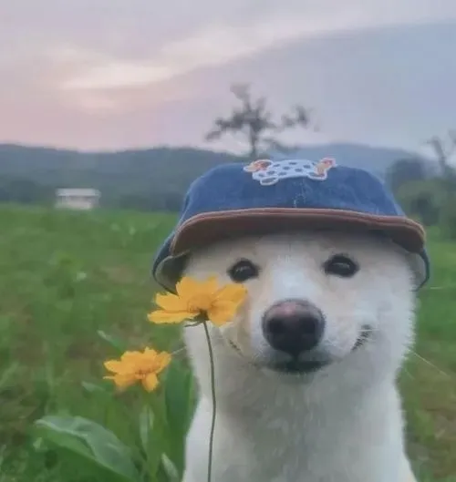 Husky nhe răng cười như đang kể chuyện troll.