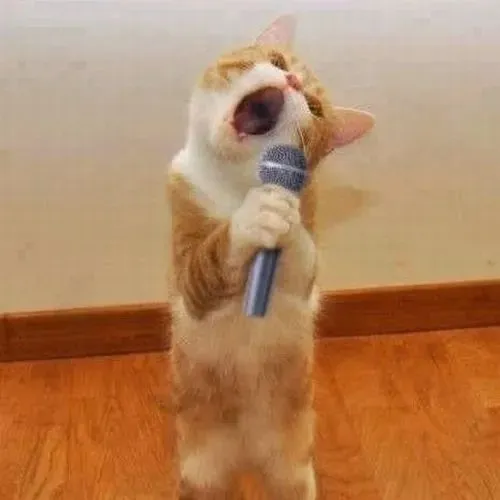 Khỉ đầu chó giơ ngón like cực tự tin.