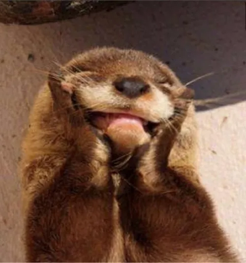 Hình chế meme vui rái cá vuốt nhỏ mô phỏng kiểu vẫy tay duyên