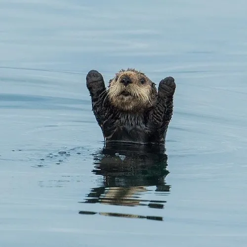 Meme rái cá troll: Những cú cà khịa tinh tế nhưng “có lực”