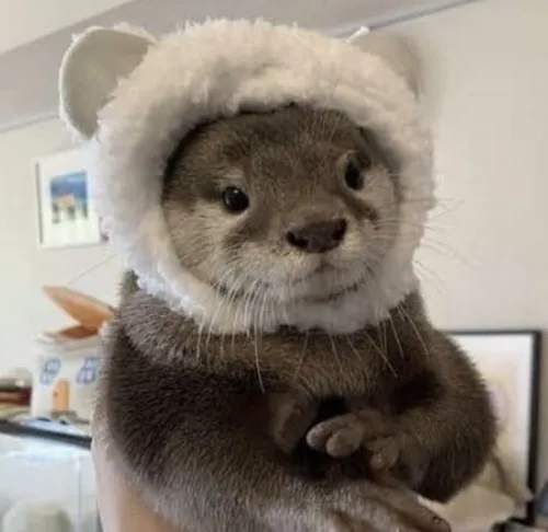 Hình meme hài rái cá con biểu lộ đôi mắt tròn long lanh đáng yêu