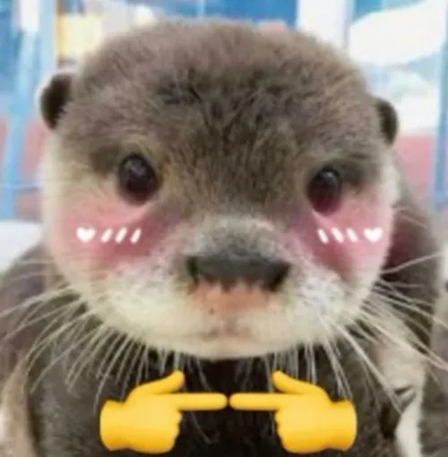 Rái cá meme hài: Biểu cảm lém lỉnh khiến ai cũng bật cười