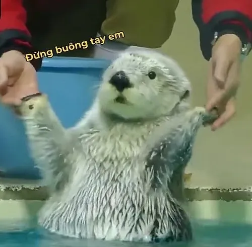 Ảnh vui rái cá biển tạo cảm giác thân hình gọn trôi êm