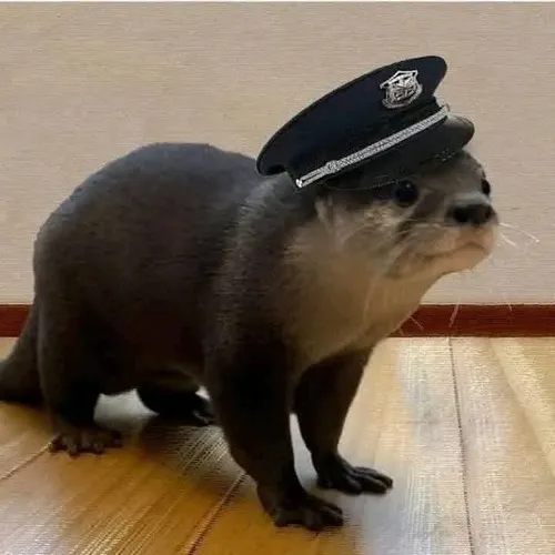 Meme rái cá vui nhộn: Dáng pose nghịch ngợm chuẩn tấu hài