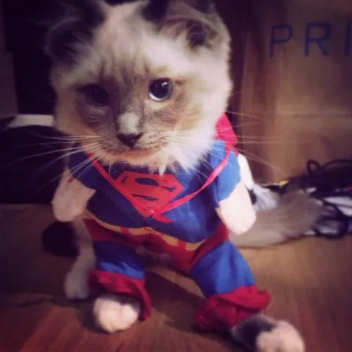 Meme Superman mèo hợp cảnh đối diện thử thách nhưng vẫn giữ vẻ bình tĩnh.