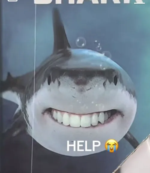 Meme cá mập chạm vây đuôi cong nhẹ khi đảo hướng.