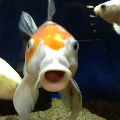 Ảnh chế cá trôi đơ người khi bị réo tên đột ngột.