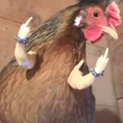 Ảnh chế con gà: Tình huống đời thường nhưng đầy tiếng cười