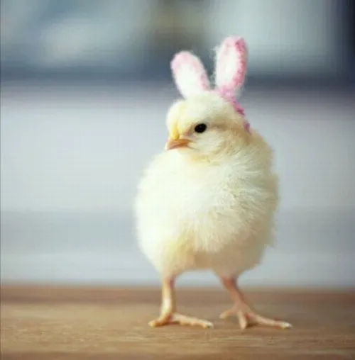 Ảnh meme con gà: Loạt khoảnh khắc nhảy nhót đầy năng lượng