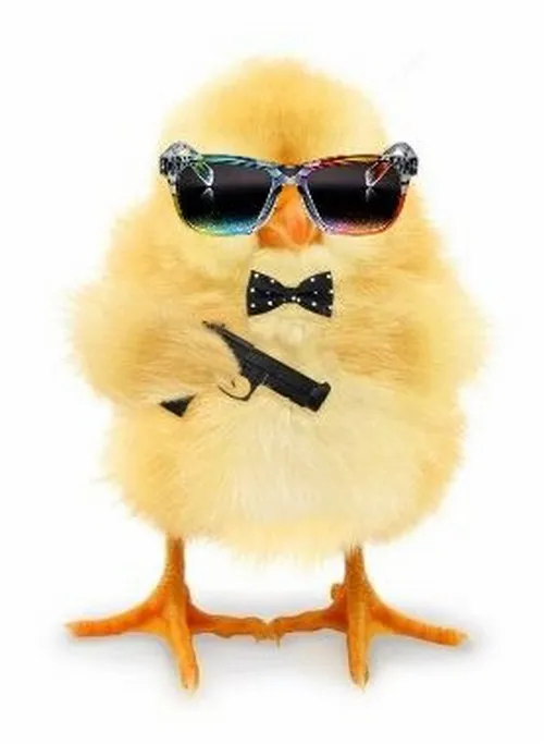 Gà cute cầm súng meme: Dễ thương kiểu “tăng động không kiểm soát”