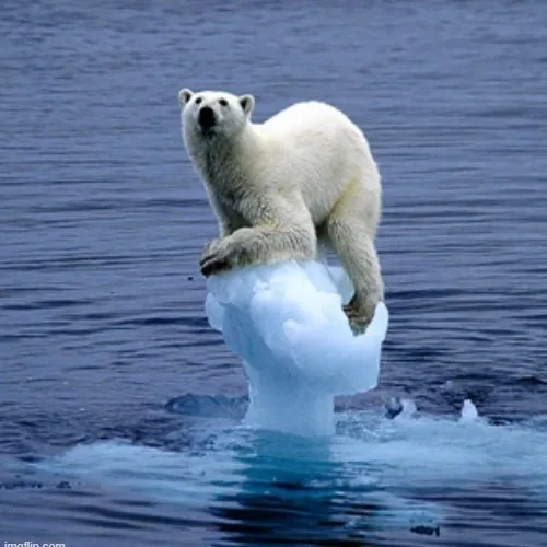 Meme chế gấu trắng mô tả gấu làm trò trong khu sinh thái