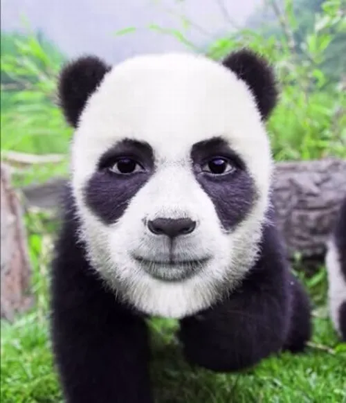 Hình troll gấu Panda gợi gầm nhẹ pha chút nghịch ngợm