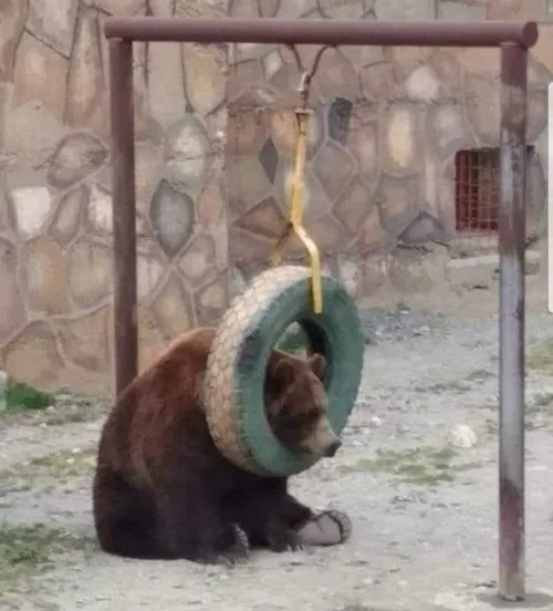 Meme gấu hài nhấn ánh mắt tròn theo nhịp cảm xúc