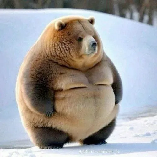 Hình vui gấu trắng mô phỏng gấu làm trò tự nhiên