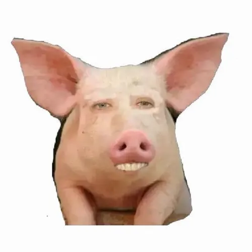 Meme con heo vui nhộn dùng khi đồng nghiệp hỏi quá nhiều