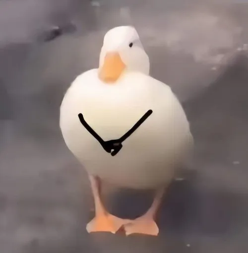 Meme con vịt phản ứng: Từ hoảng hốt đến vui điên đủ mood