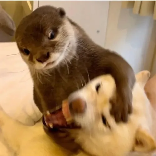 Khoảnh khắc bé otter liên hệ tư thế ngửa nước vô cùng dễ chịu