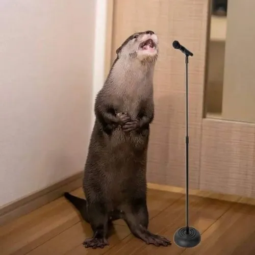 Ảnh meme rái cá: Loạt khoảnh khắc vừa cute vừa ngáo nhẹ